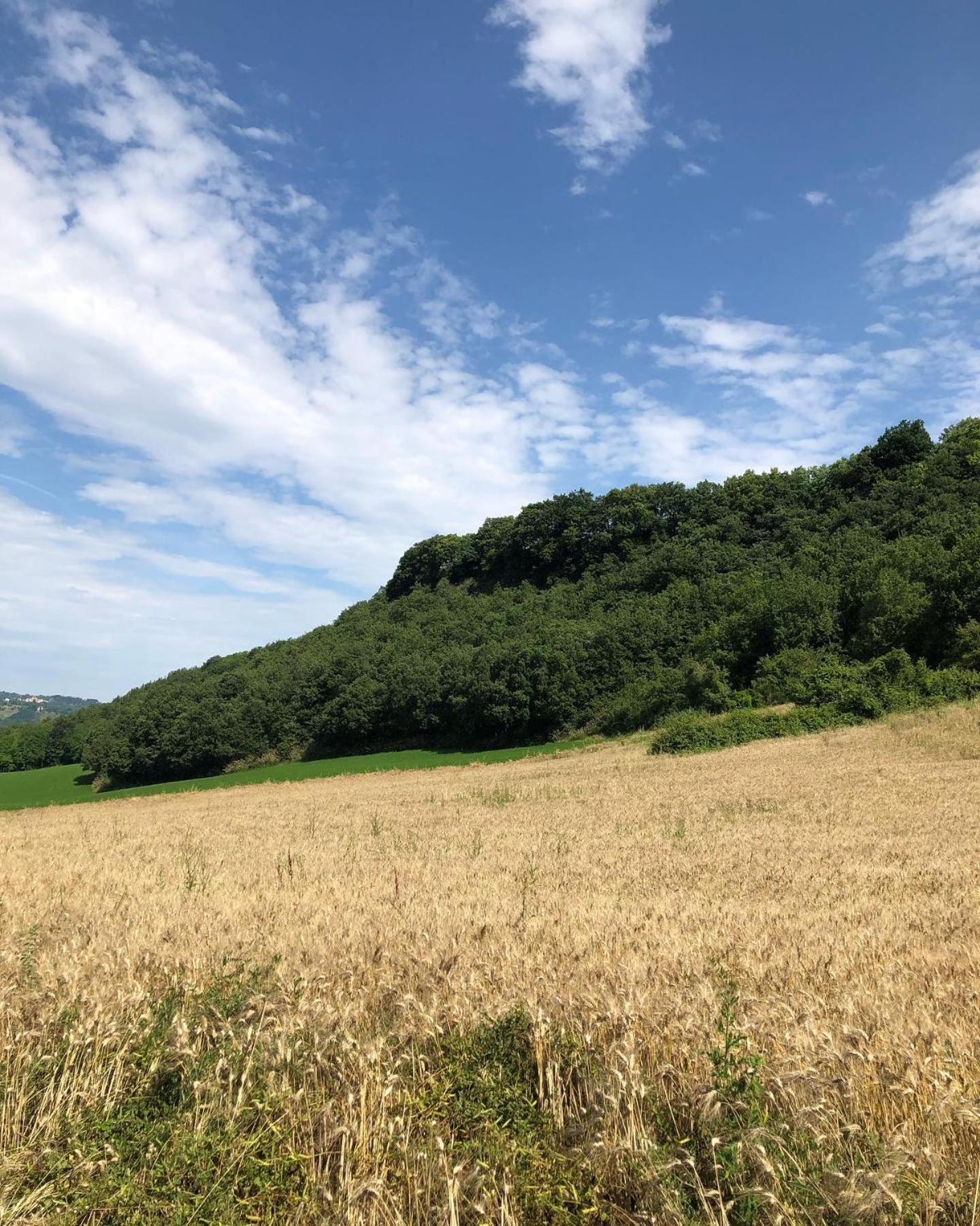 Agriturismo L'Esinante Cupramontana エクステリア 写真